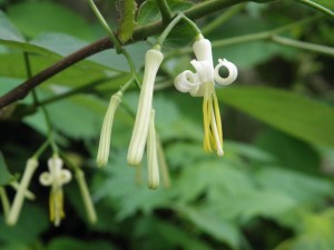 瓜の木の花|鐘釣温泉美山荘の周辺